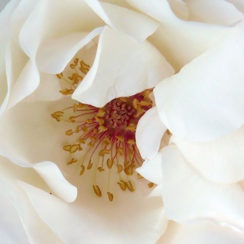 Růže online koupit v prodejně - Bílá - Grandiflora - středně intenzivní - Rosa  White Queen Elizabeth - Banner - ,-